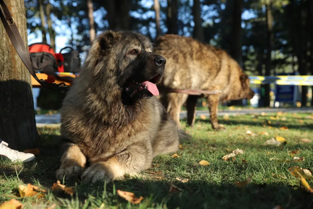 How difficult is it to take care of a Caucasian Shepherd?